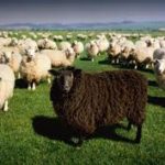 My Uncle Julie—Every Family Has a Black Sheep. Can They Change with Age?